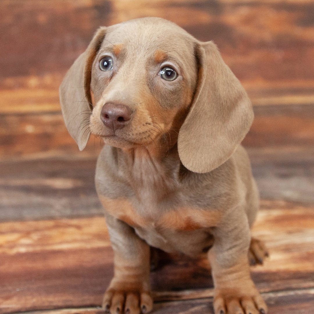 Home mini dachshund breeders 1