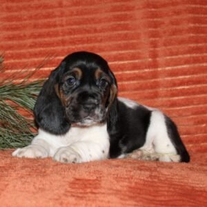names for basset hounds males 1