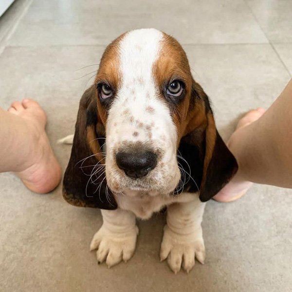 basset hound puppies for sale 1 basset hound puppies for sale 1
