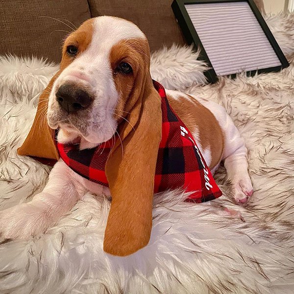 Home female bassets puppies for sale 1