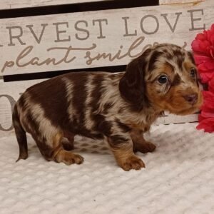 Home dapple dachshund puppies for sale 1