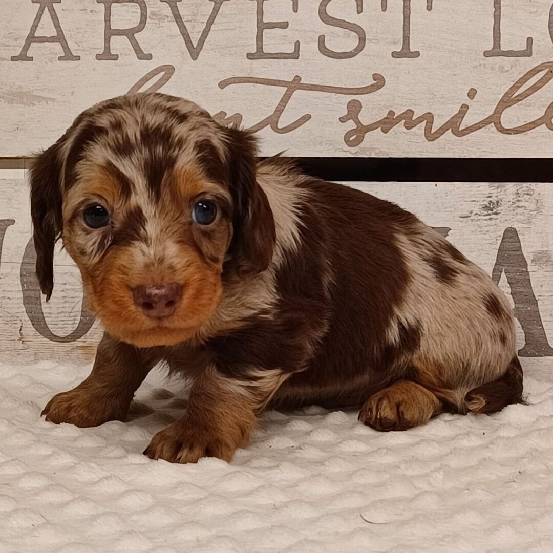 dapple dachshund puppies for sale 1 dapple dachshund puppies for sale 1