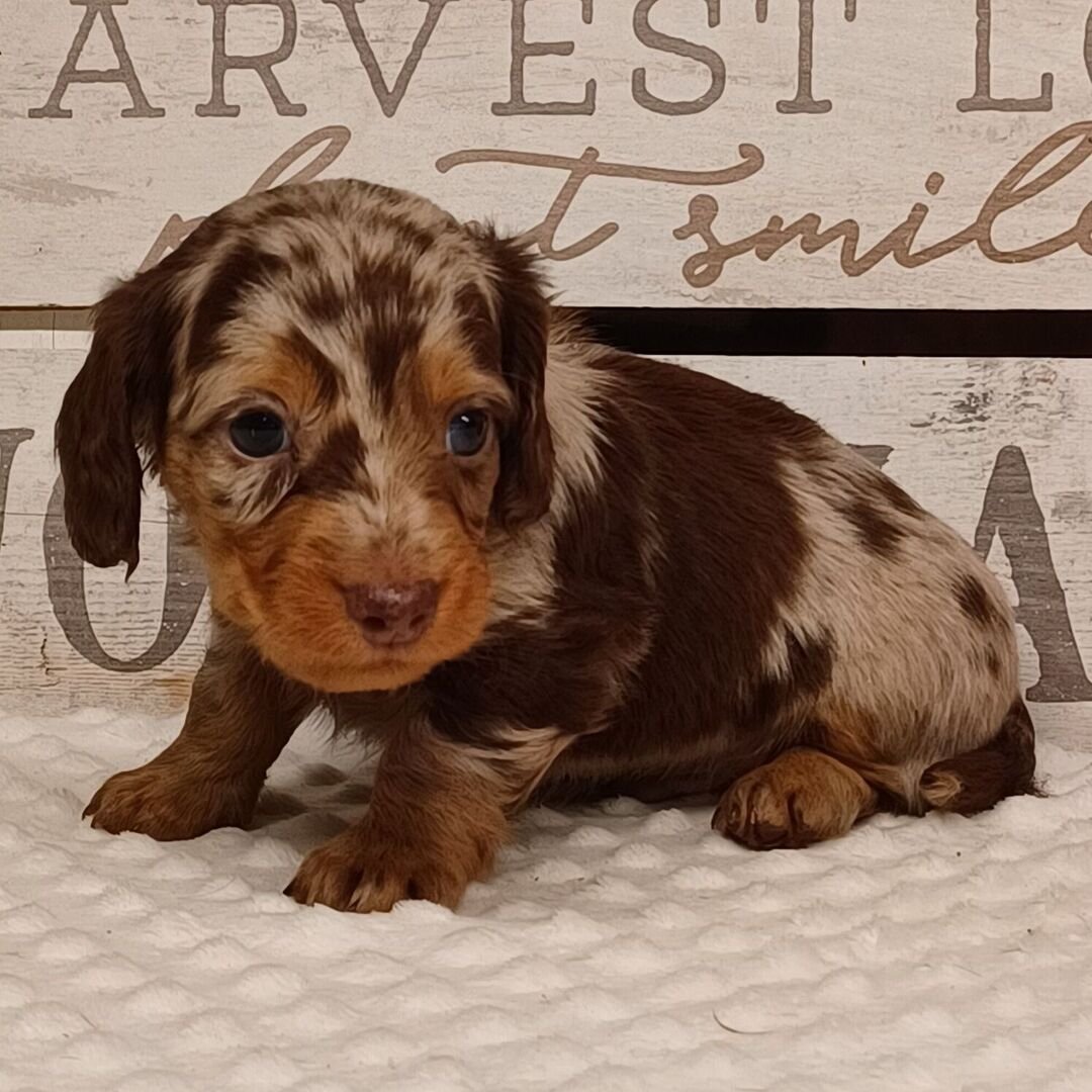 dapple dachshund puppies for sale 1 dapple dachshund puppies for sale 1