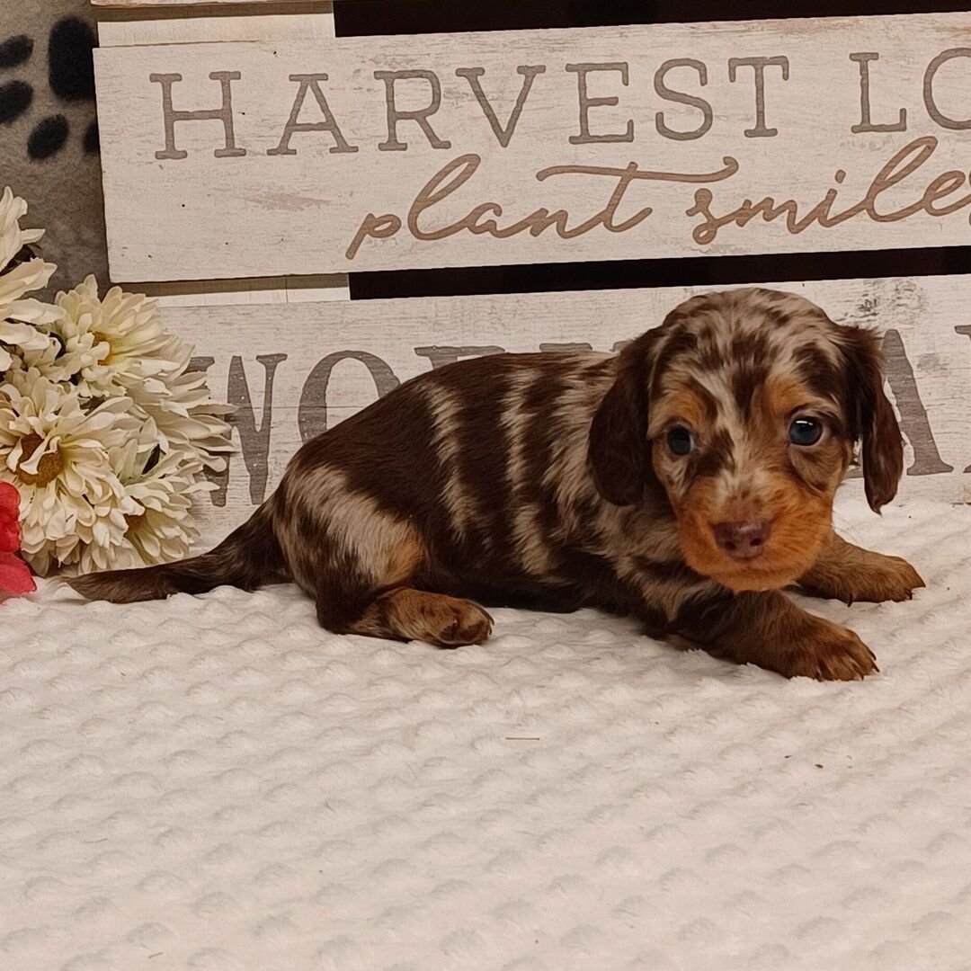 dapple dachshund puppies for sale 1 dapple dachshund puppies for sale 1