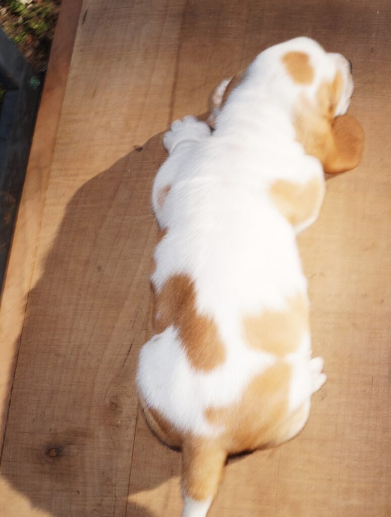 basset hound dog names male 1 basset hound dog names male 1