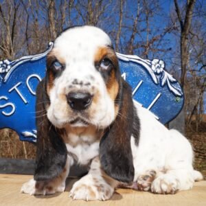 male dog names for basset hounds 1
