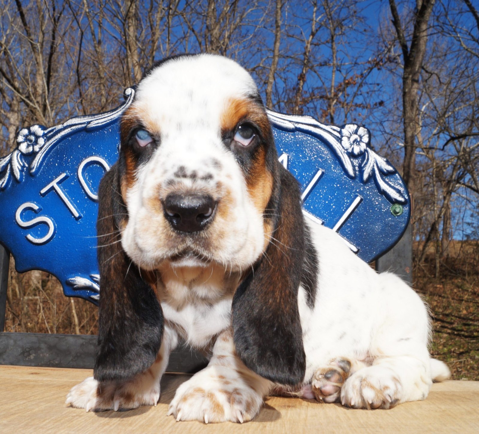 male dog names for basset hounds 1 male dog names for basset hounds 1