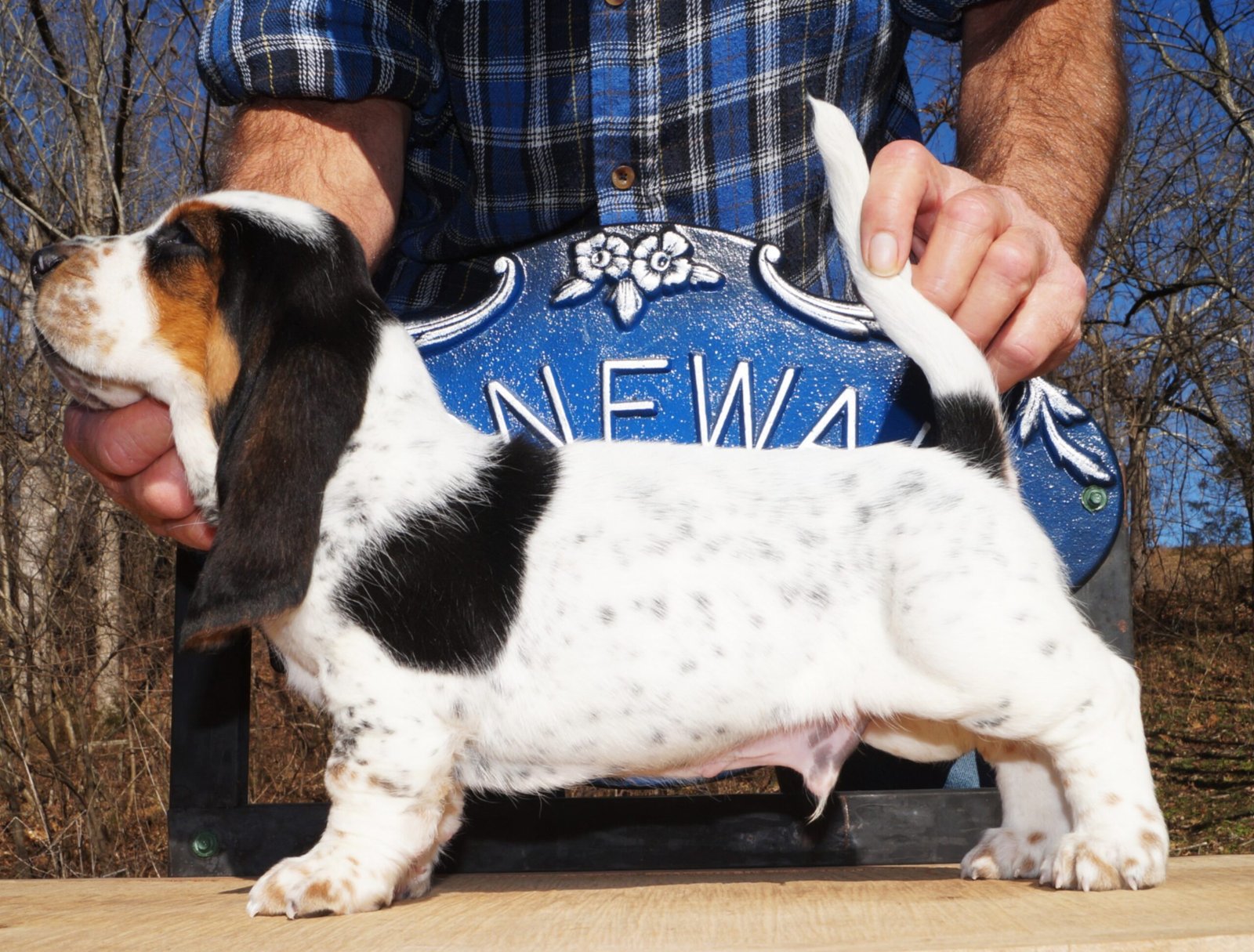 male dog names for basset hounds 1 male dog names for basset hounds 1