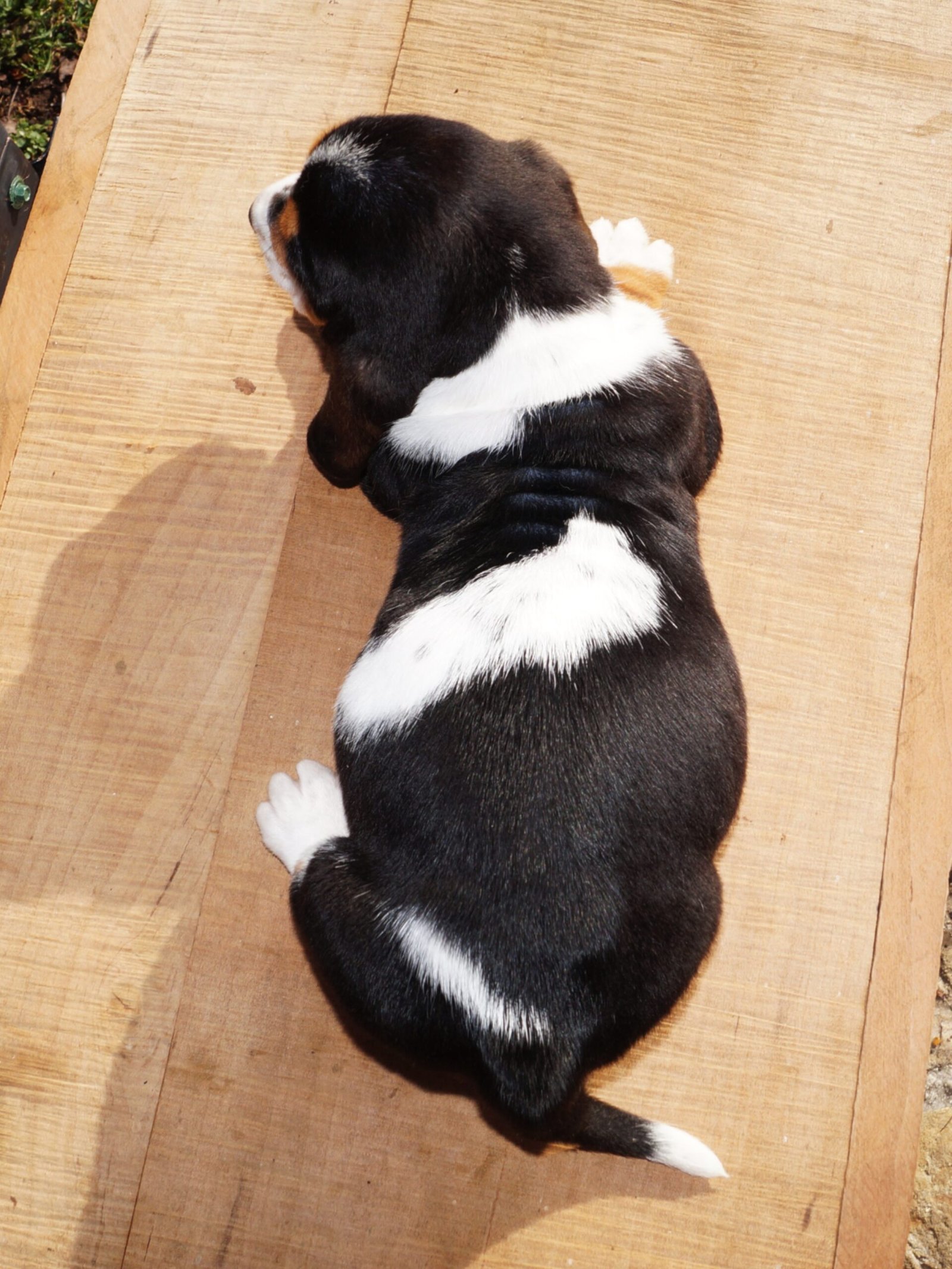 basset hound names female 1 basset hound names female 1