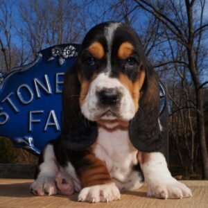 Home basset hound names female 1