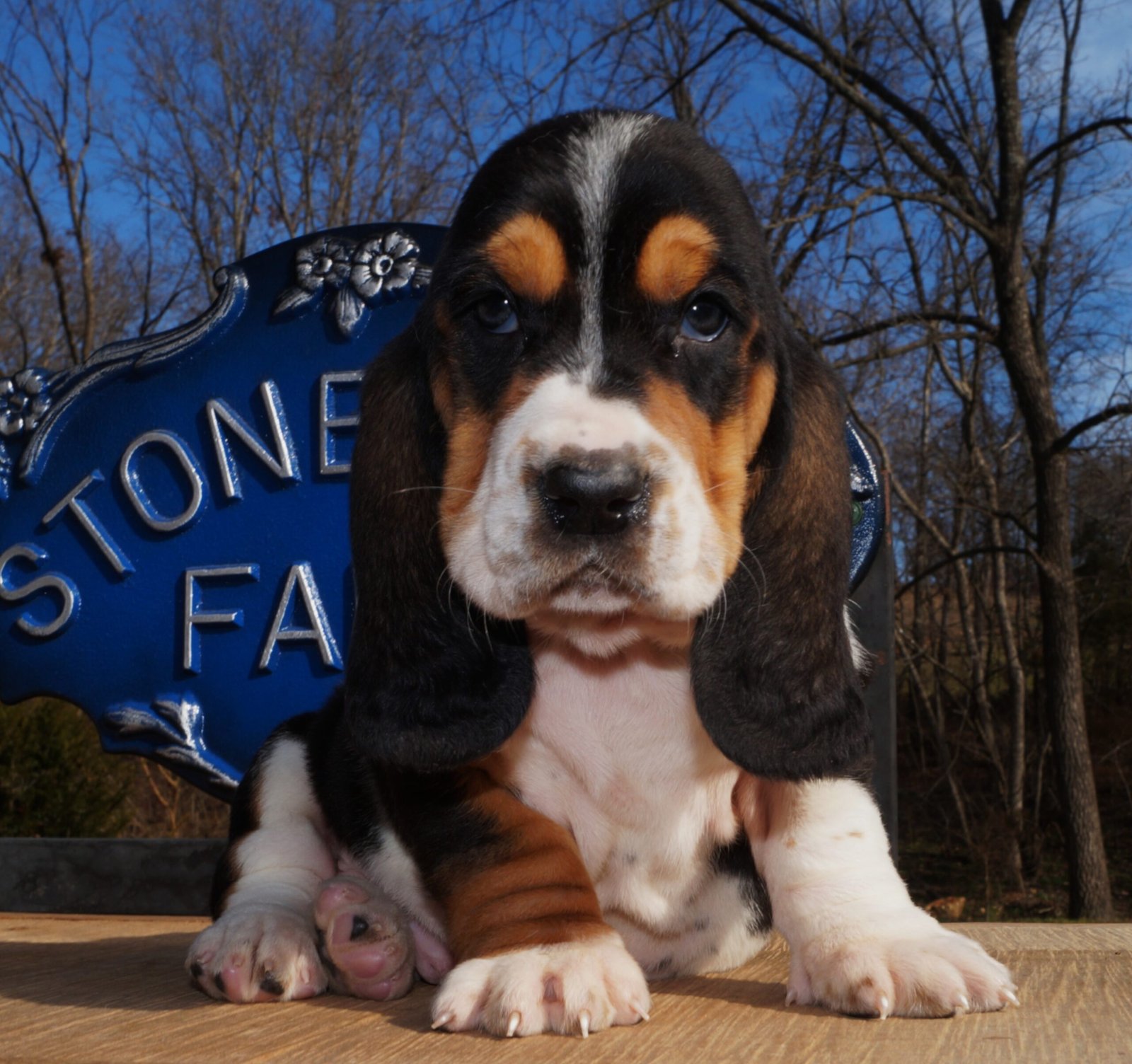 basset hound names female 1 basset hound names female 1