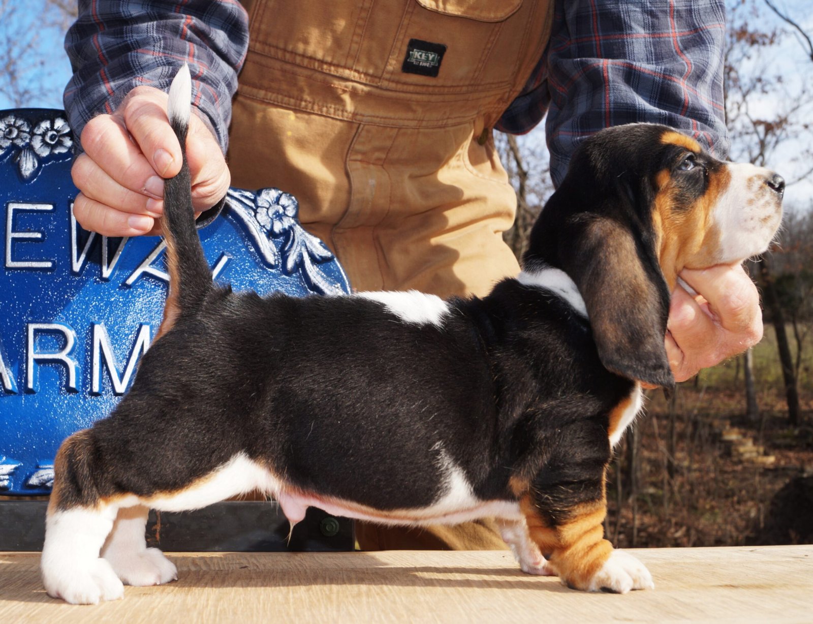 basset hound names female 1 basset hound names female 1