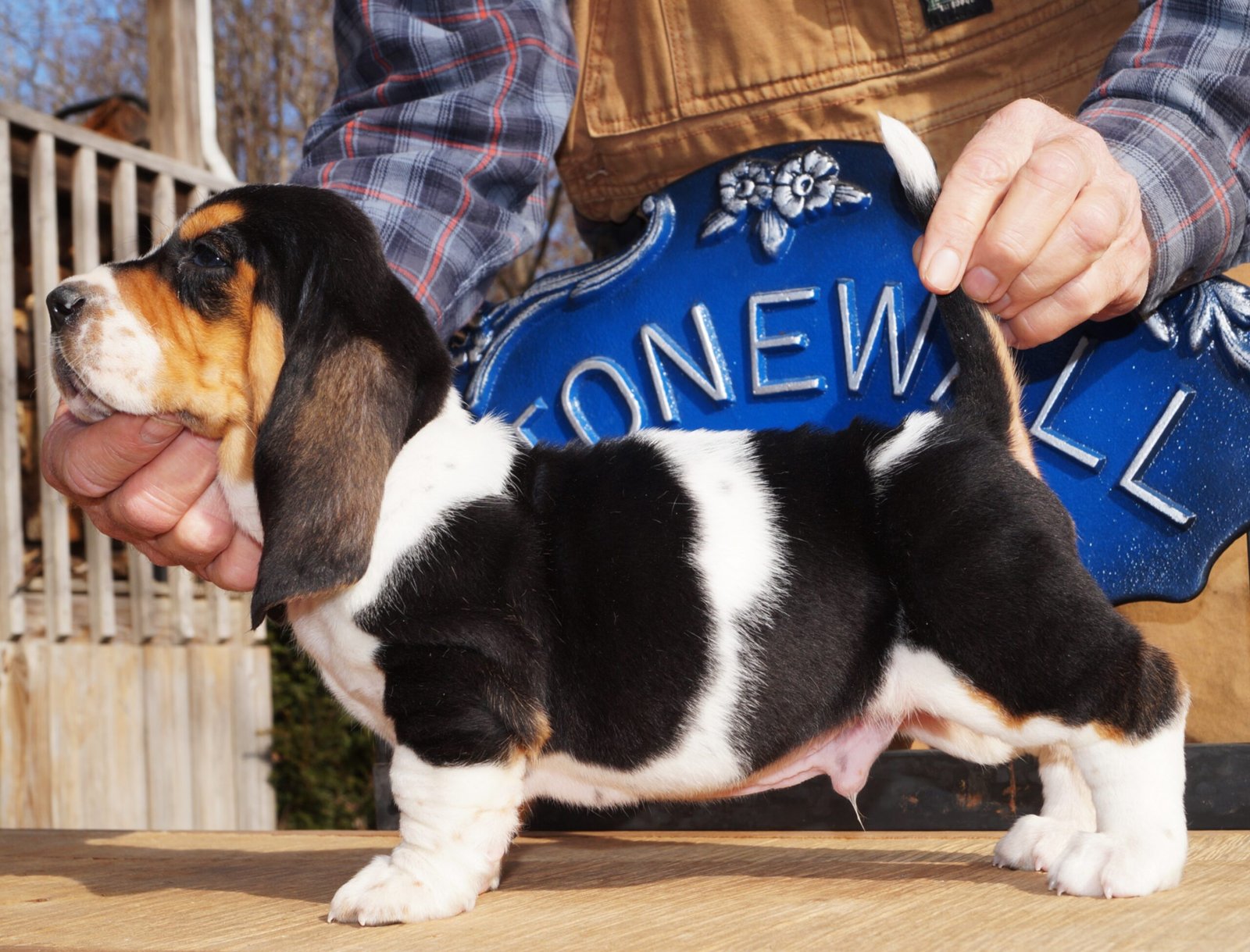 basset hound names female 1 basset hound names female 1