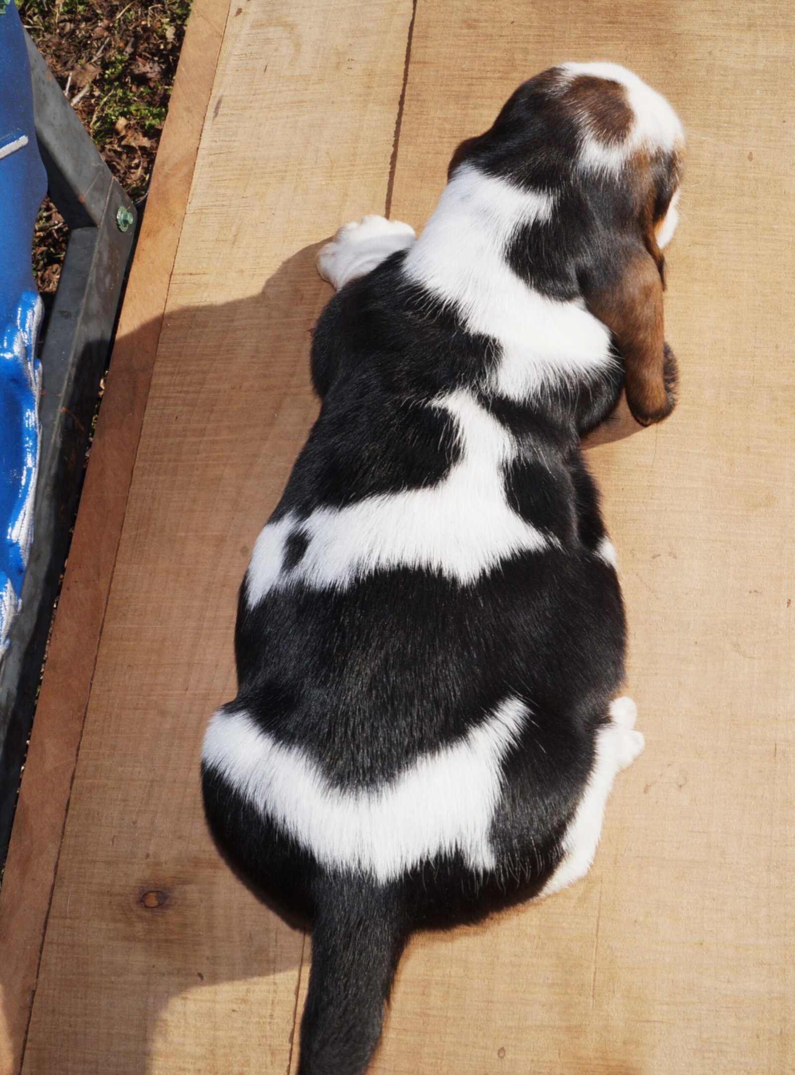 basset hound names for males 1 basset hound names for males 1