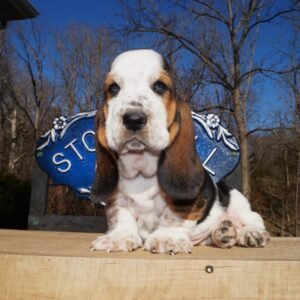 Home basset hound names for males 1