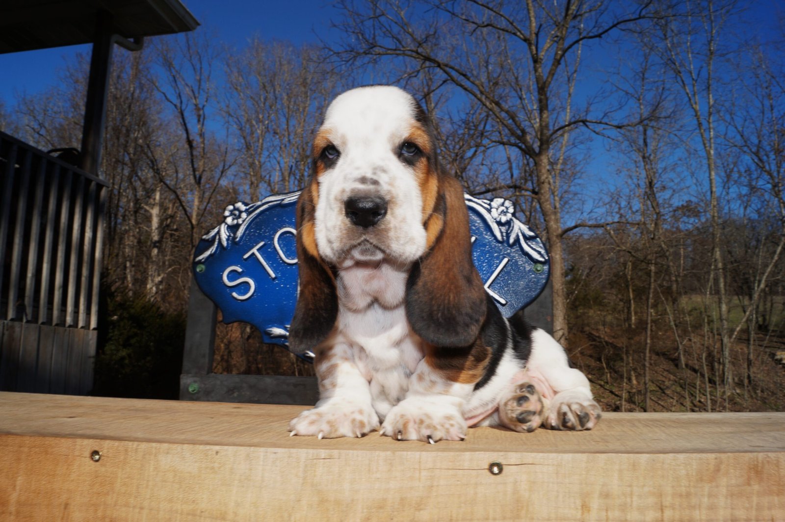 basset hound names for males 1 basset hound names for males 1