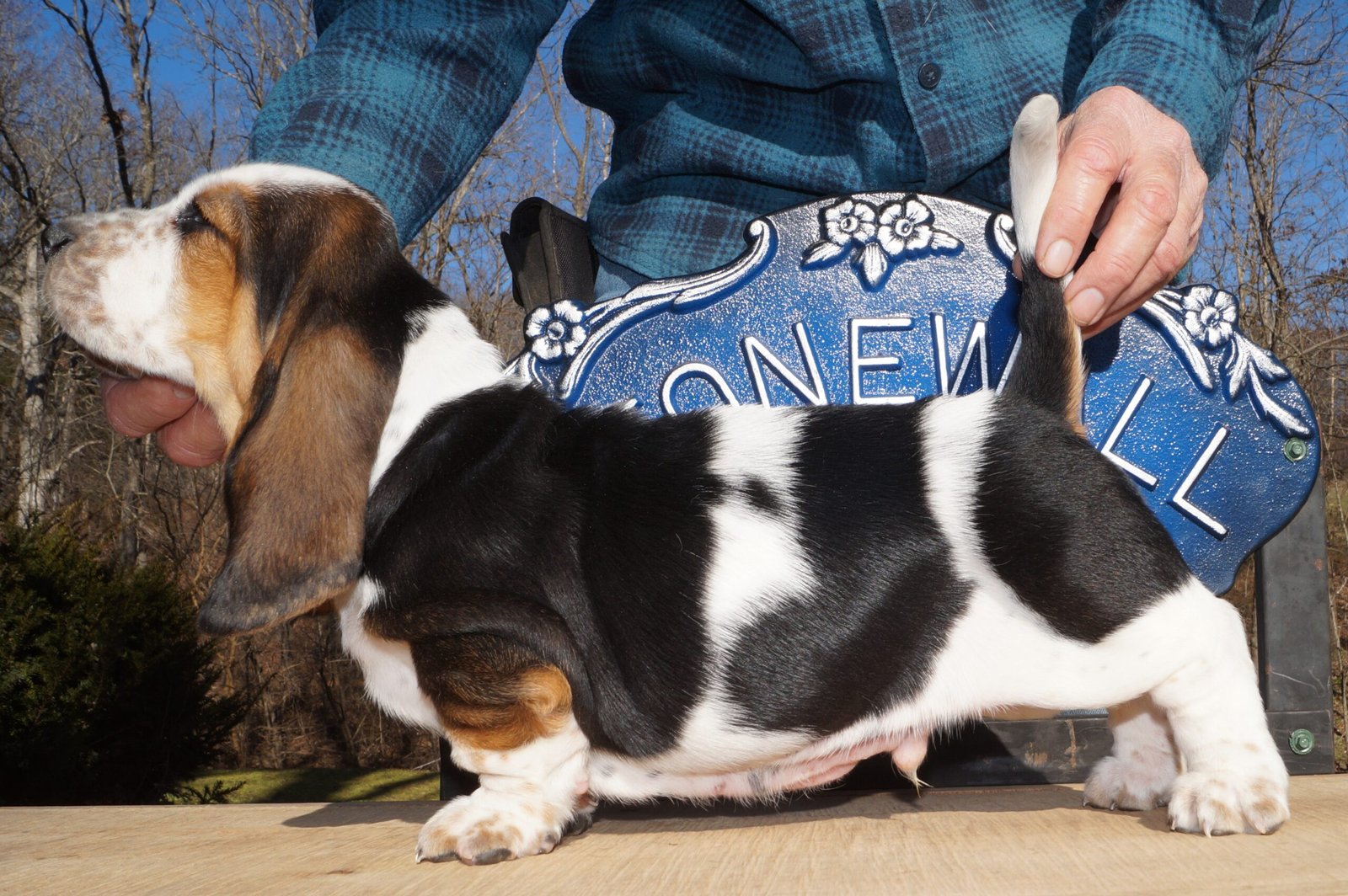 basset hound names for males 1 basset hound names for males 1