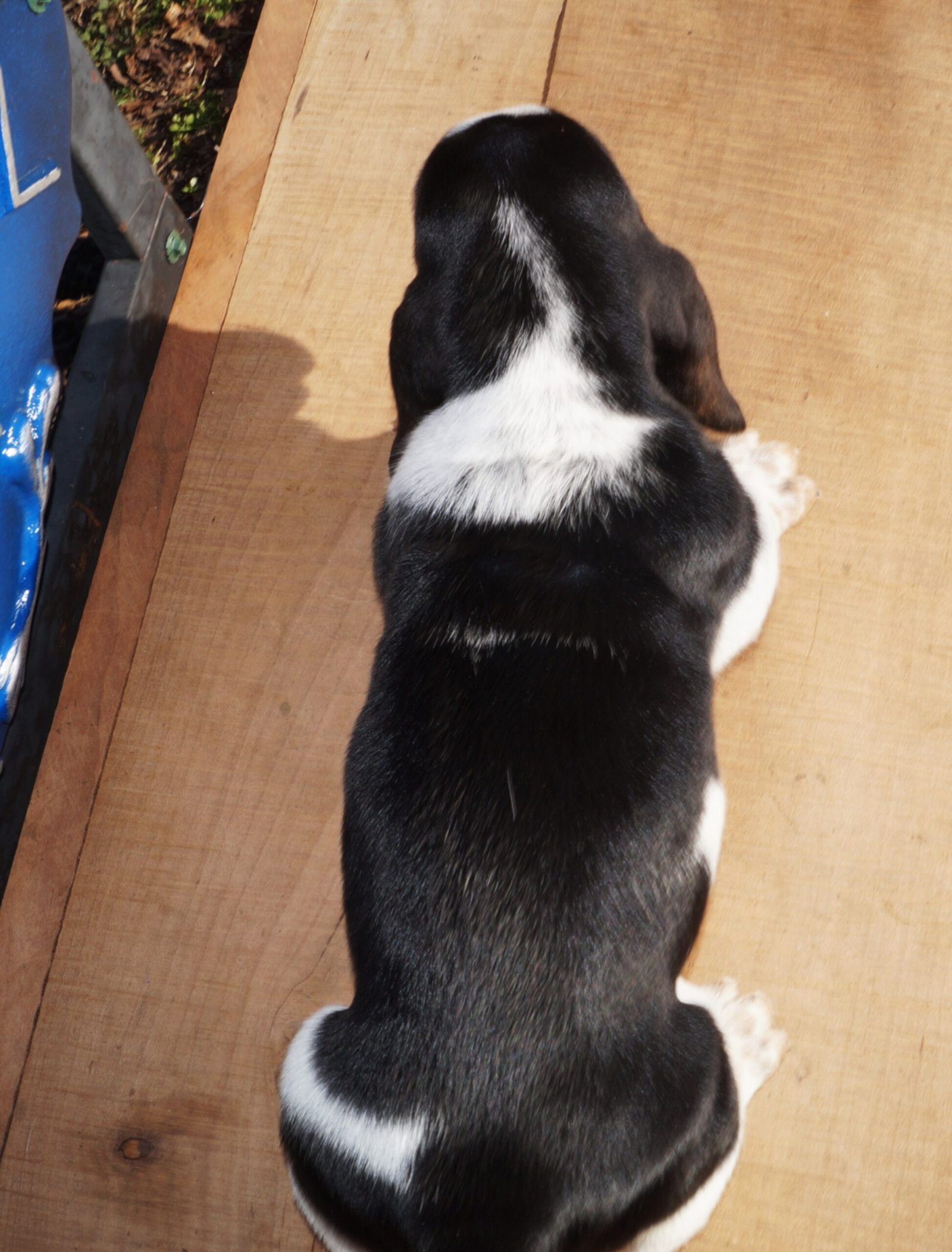 basset hound dog names female 1 basset hound dog names female 1