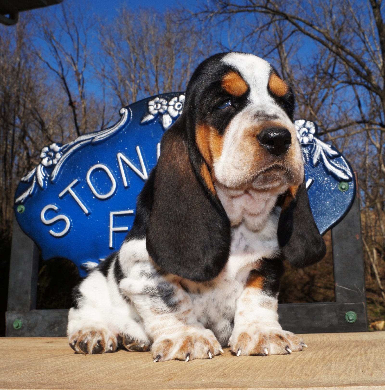 basset hound dog names female 1 basset hound dog names female 1