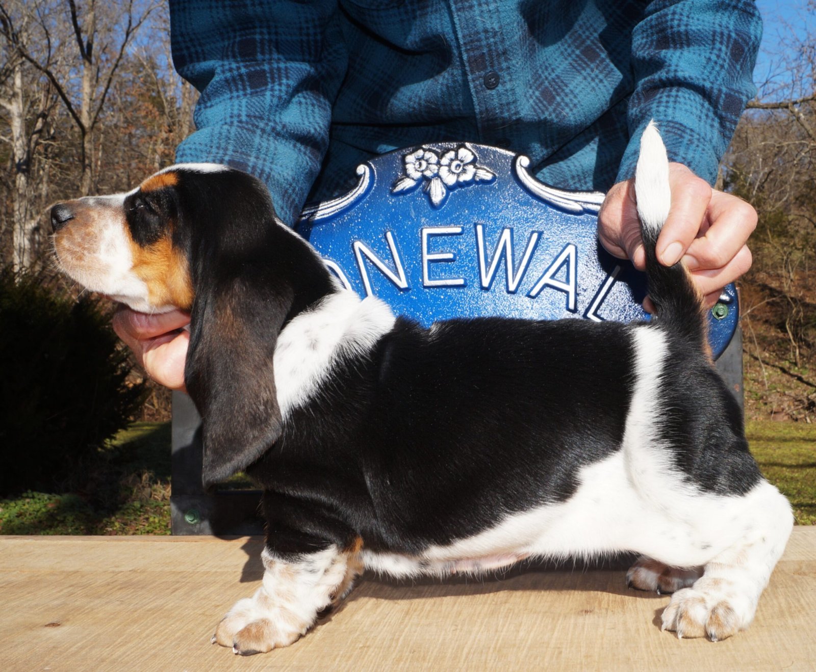 basset hound dog names female 1 basset hound dog names female 1