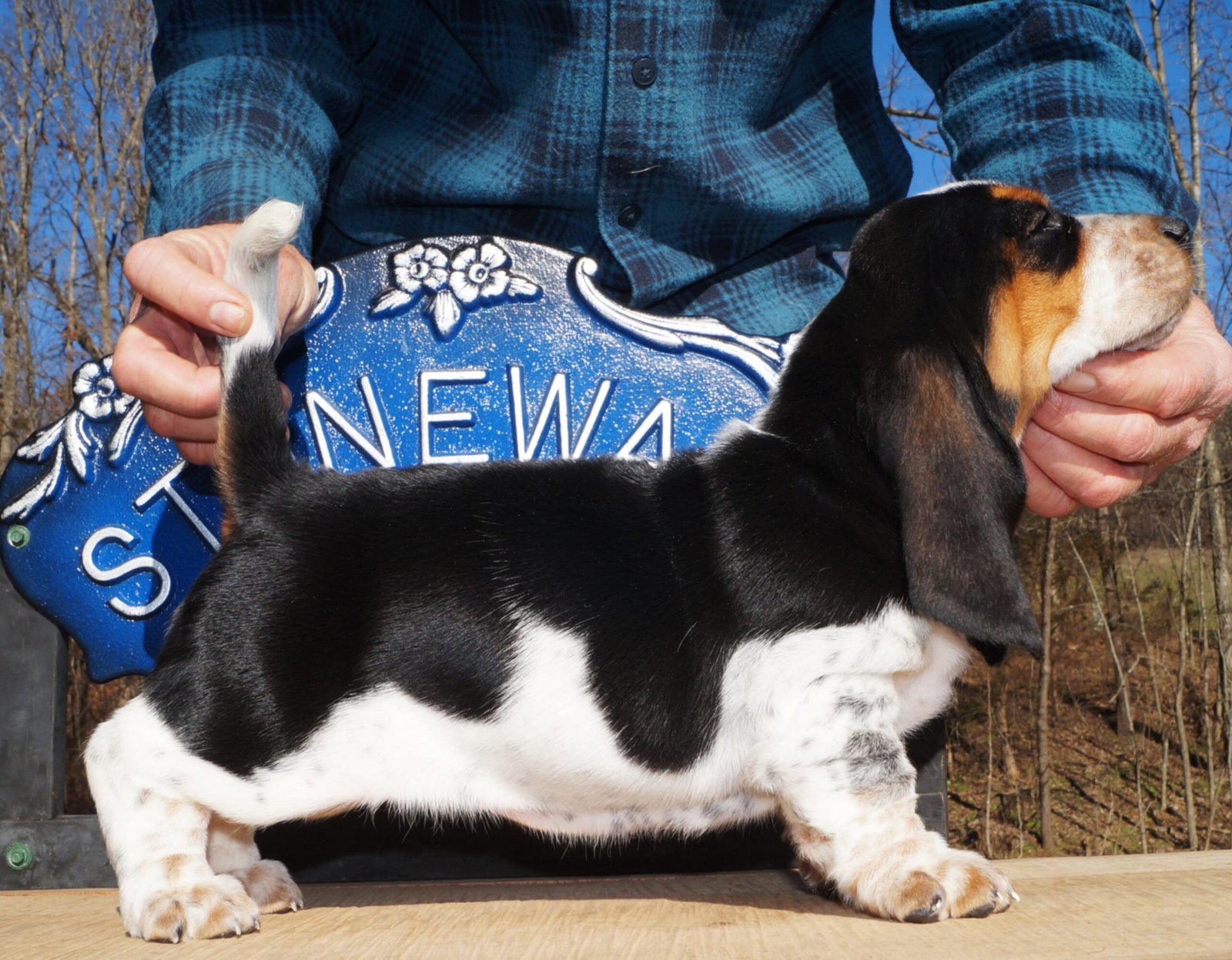 basset hound dog names female 1 basset hound dog names female 1
