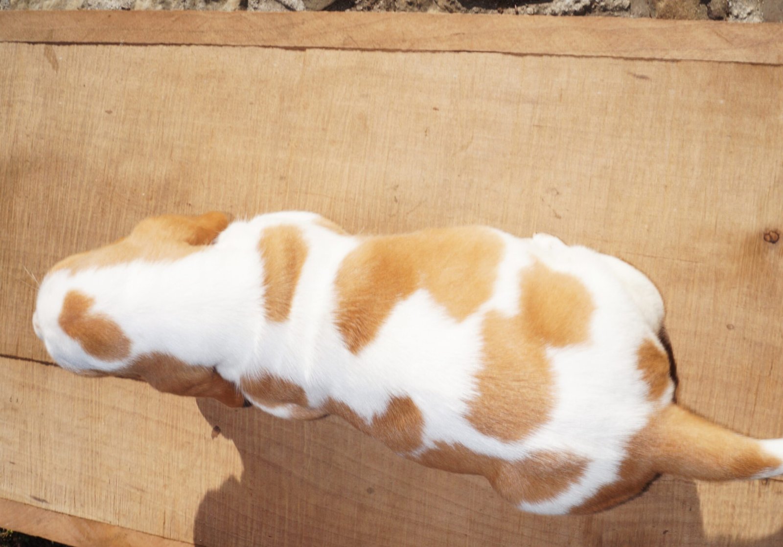 male basset hound puppy names 1 male basset hound puppy names 1