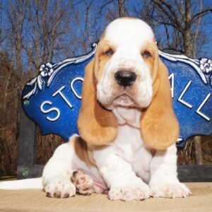 male basset hound puppy names 1