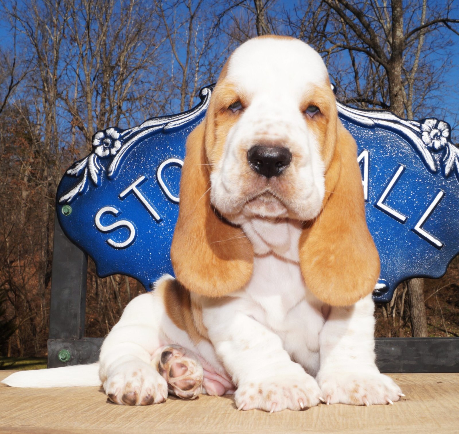 male basset hound puppy names 1 male basset hound puppy names 1
