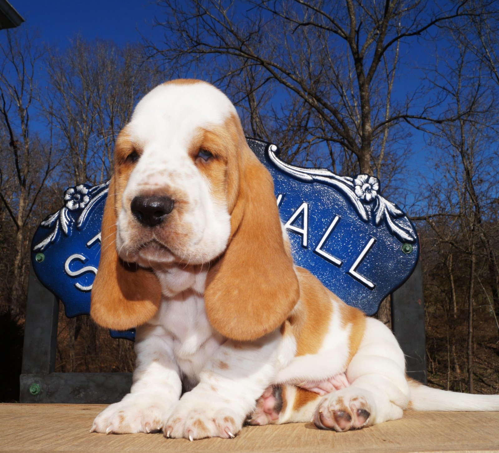 male basset hound puppy names 1 male basset hound puppy names 1