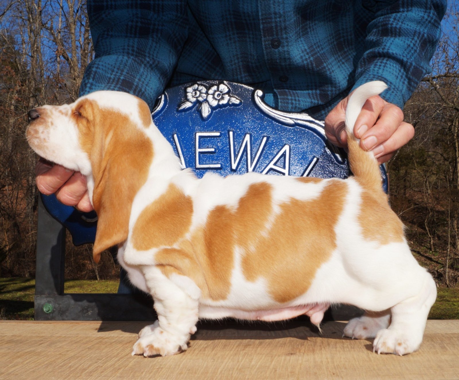 male basset hound puppy names 1 male basset hound puppy names 1