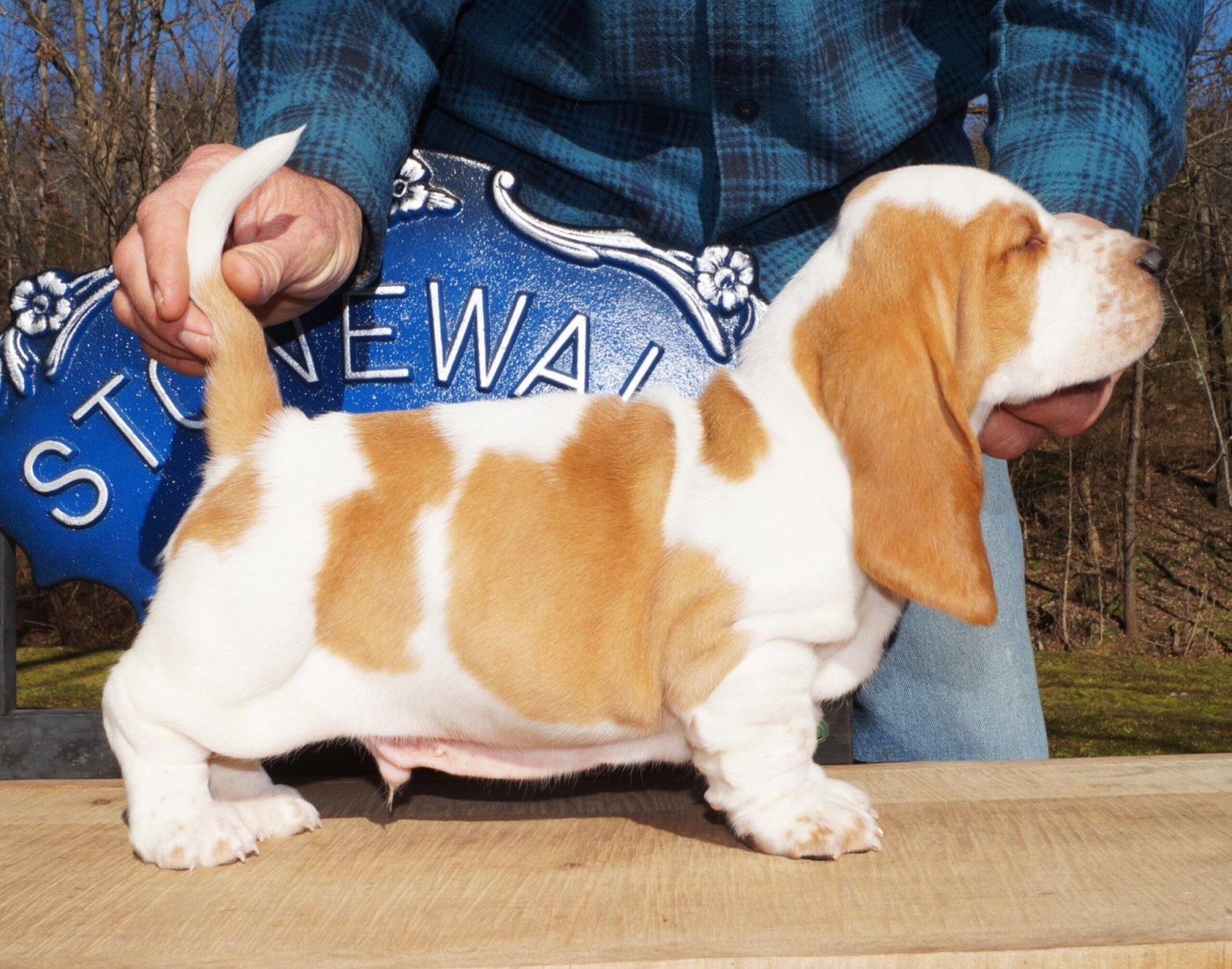 male basset hound puppy names 1 male basset hound puppy names 1