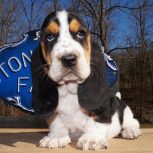 names for basset hounds males 1