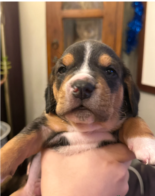 Home female basset hound