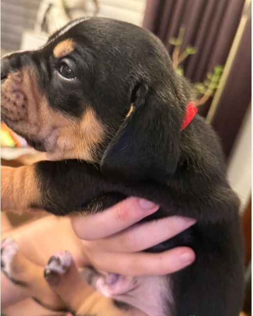 female basset hound 1