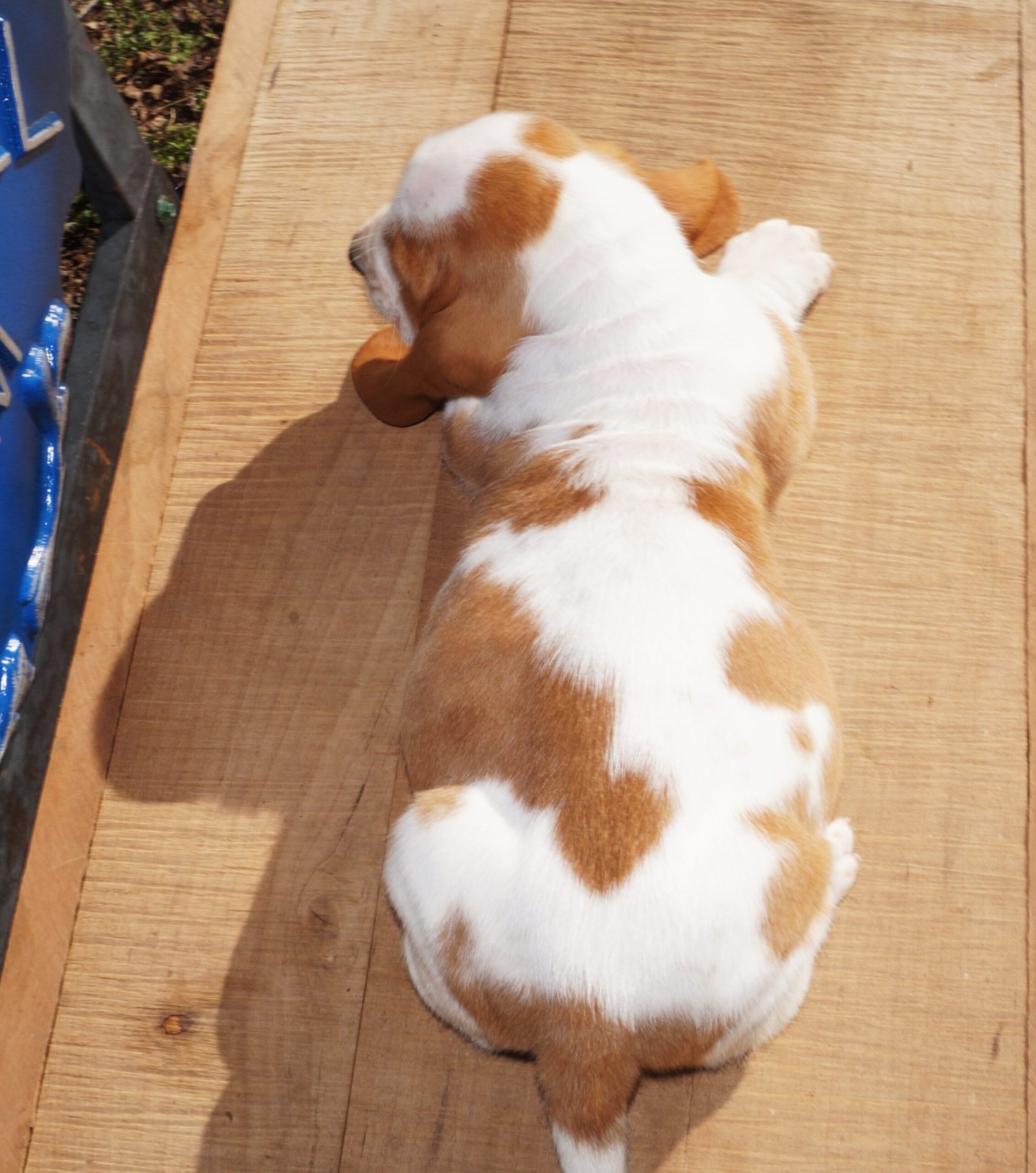 basset hound female names 1 basset hound female names 1