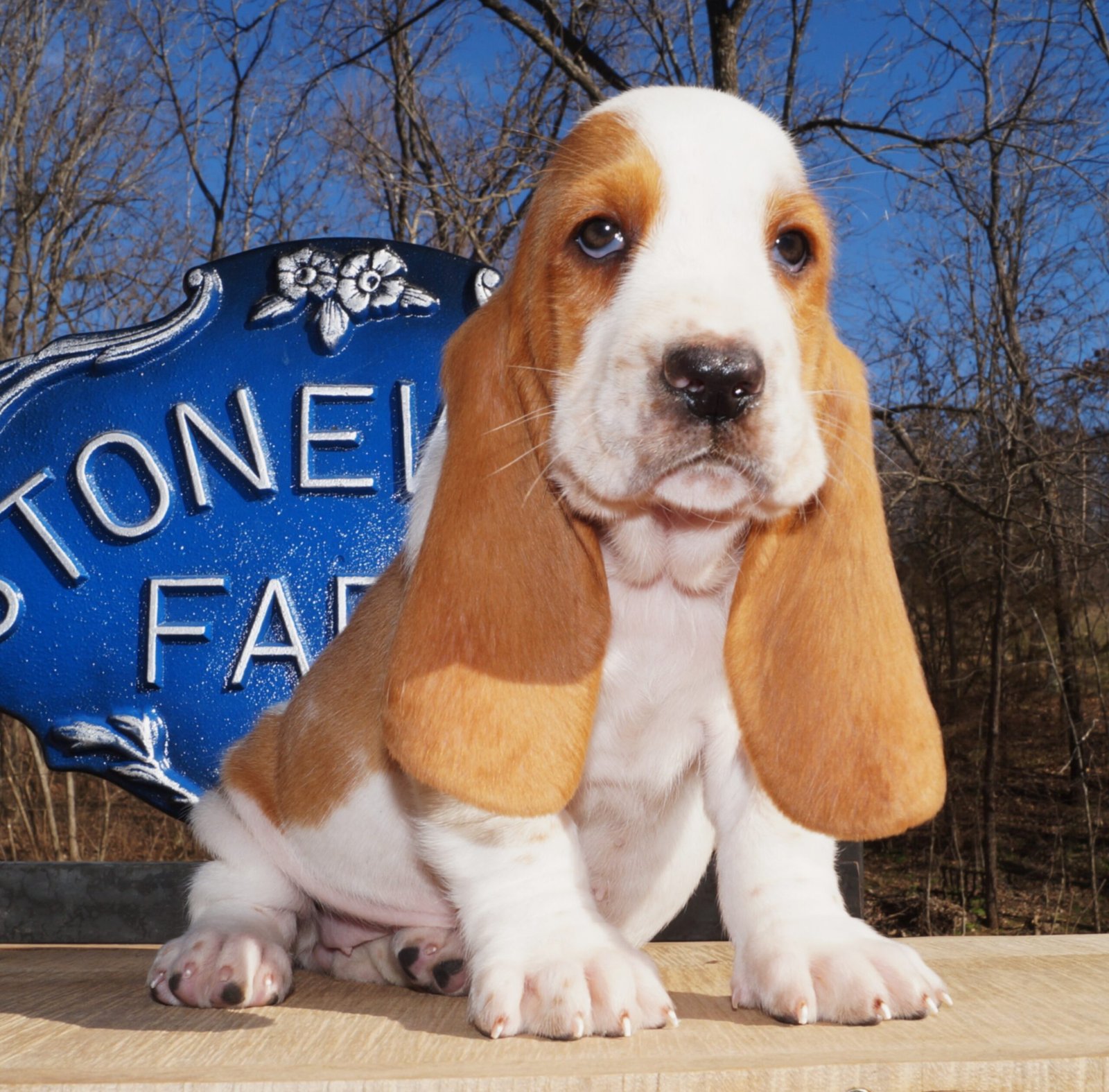 basset hound female names 1 basset hound female names 1