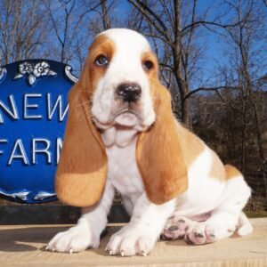Home basset hound female names 1