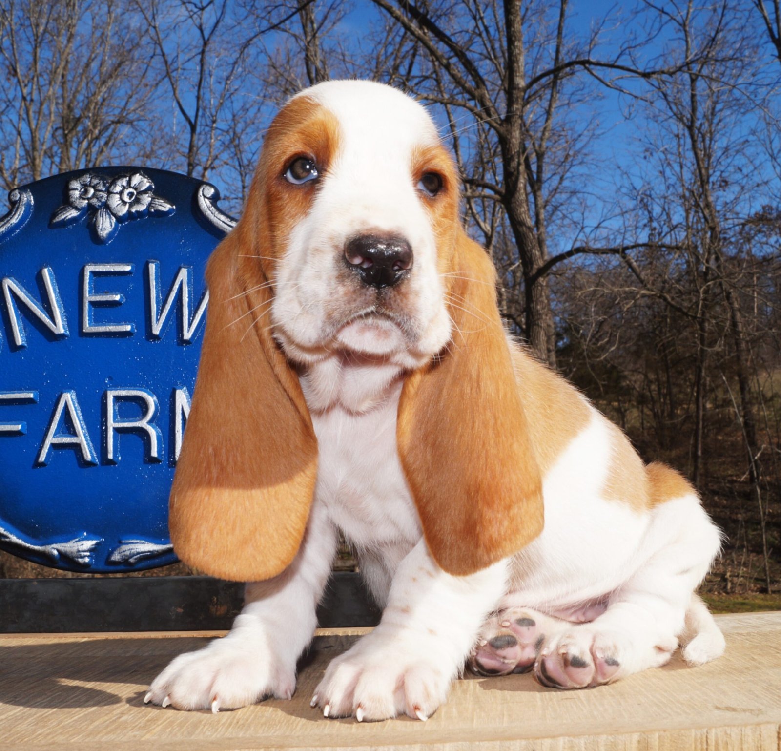 basset hound female names 1 basset hound female names 1