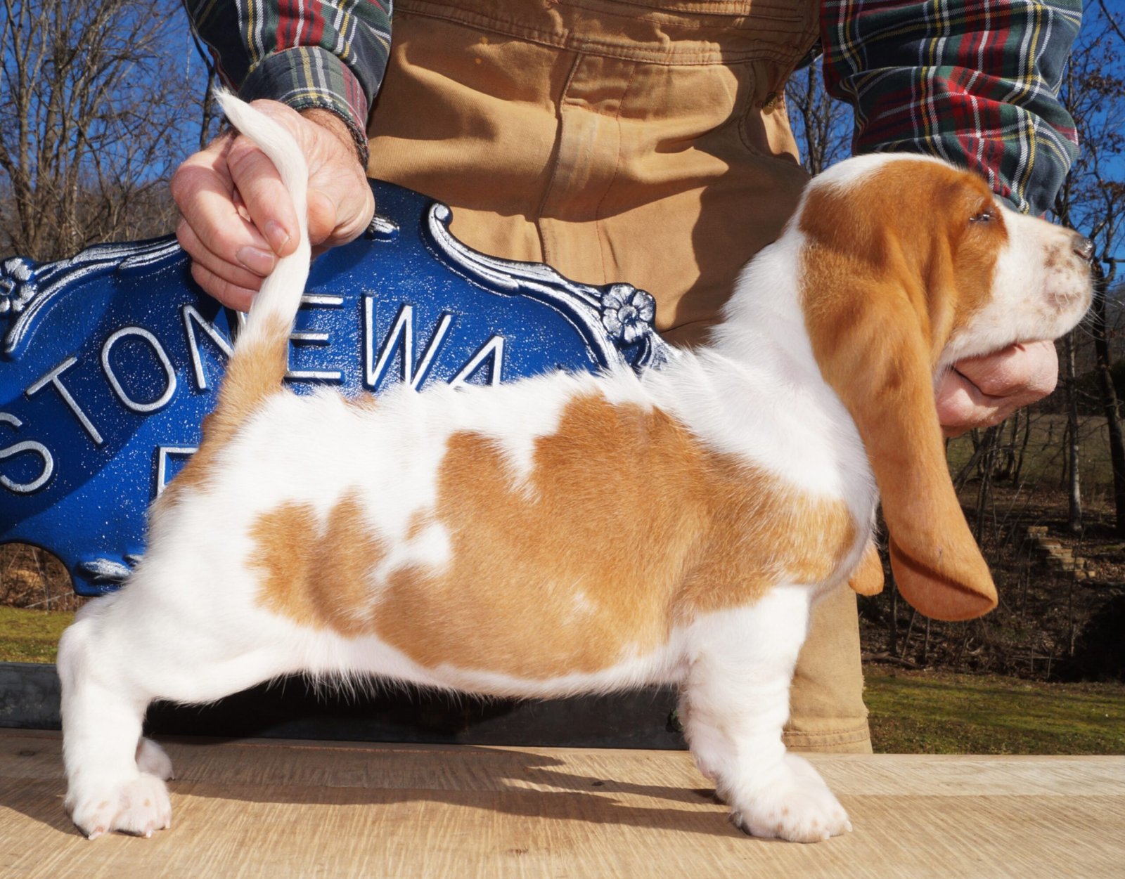 basset hound female names 1 basset hound female names 1