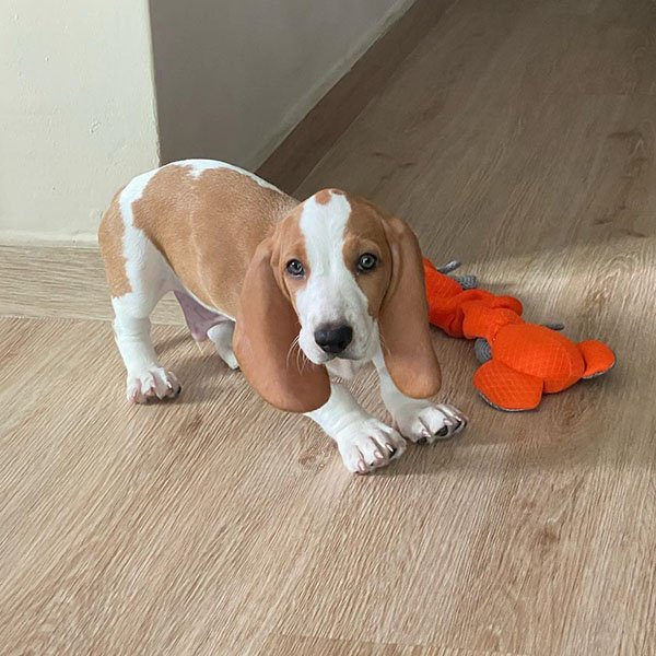 female basset hound puppies 1 female basset hound puppies 1