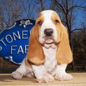male basset hound names 1