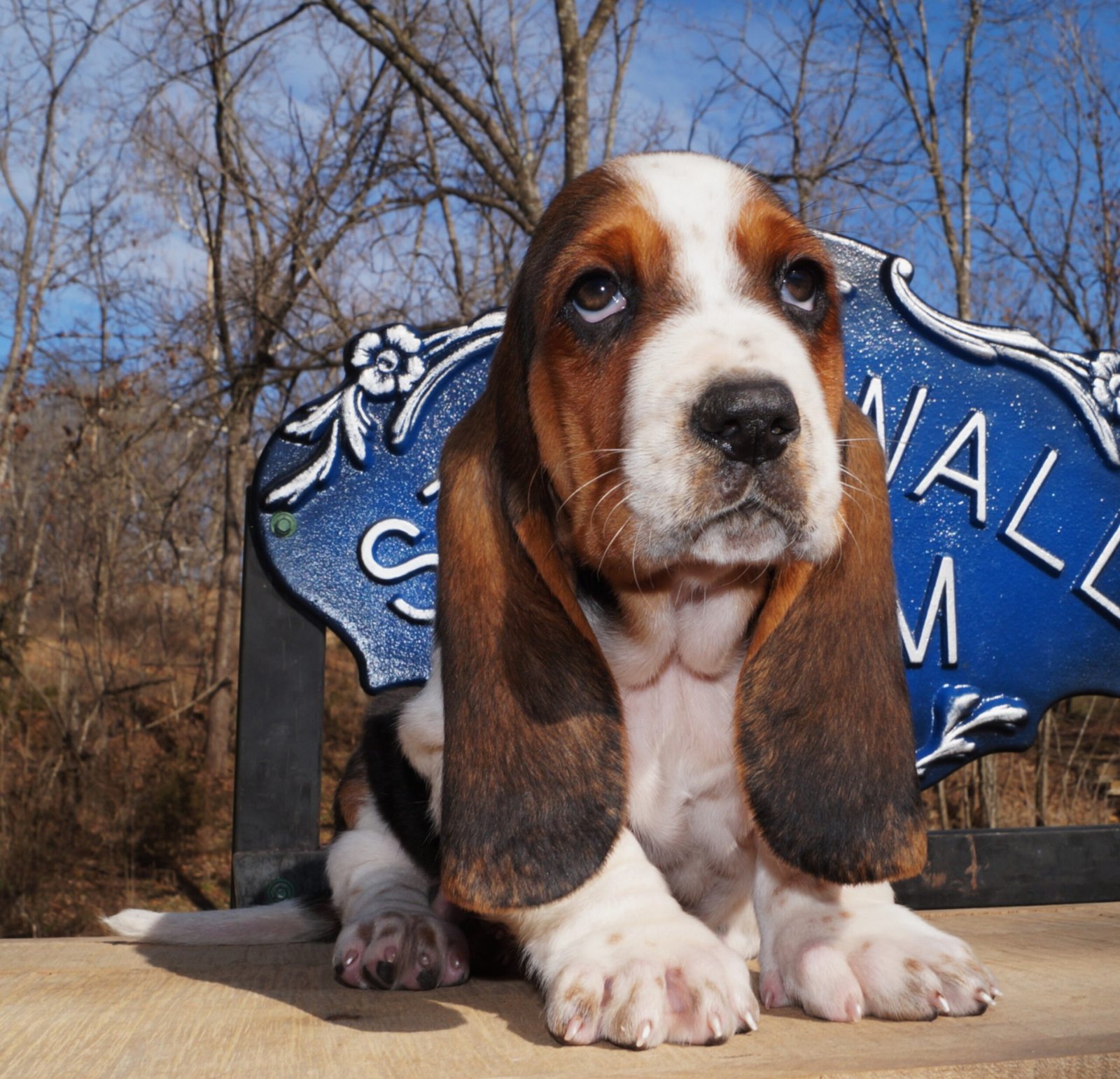 male basset hound for sale 1 male basset hound for sale 1