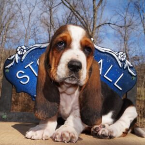 male basset hound for sale 1