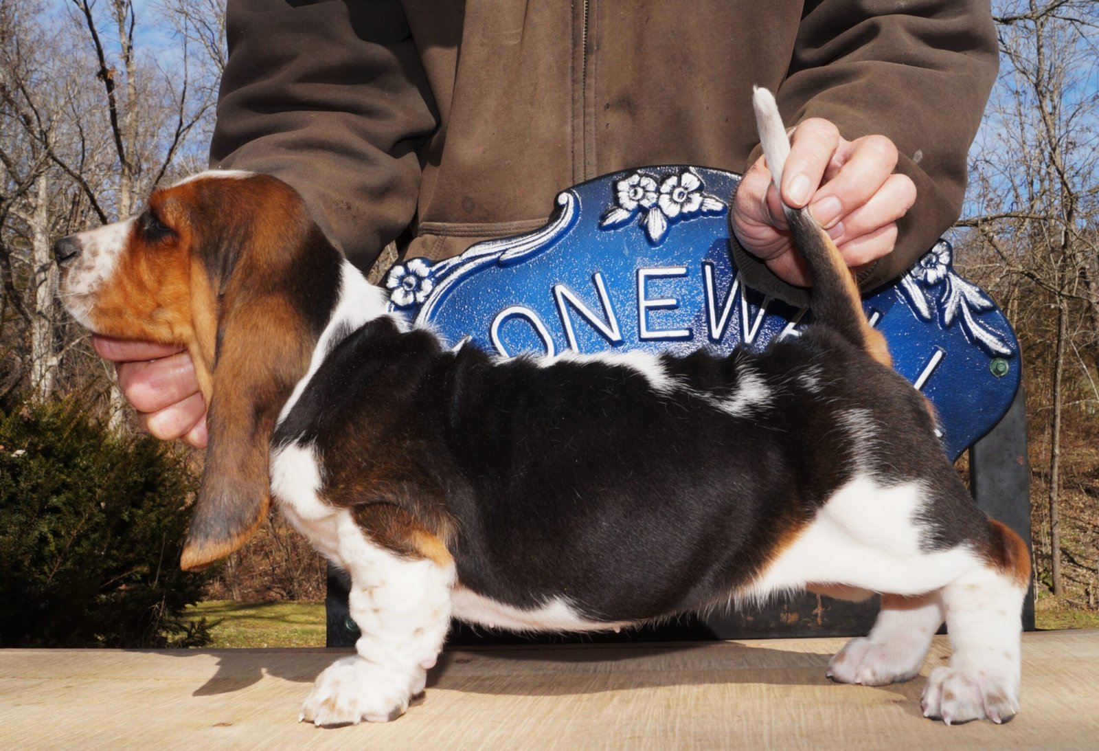 male basset hound for sale 1 male basset hound for sale 1