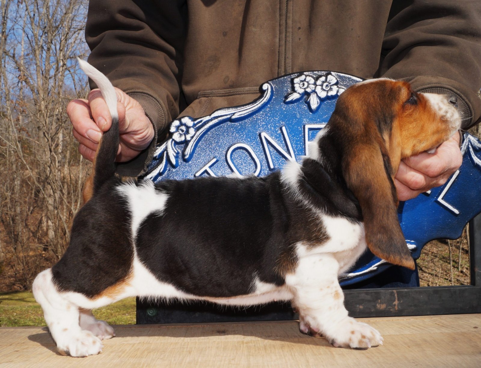 male basset hound for sale 1 male basset hound for sale 1