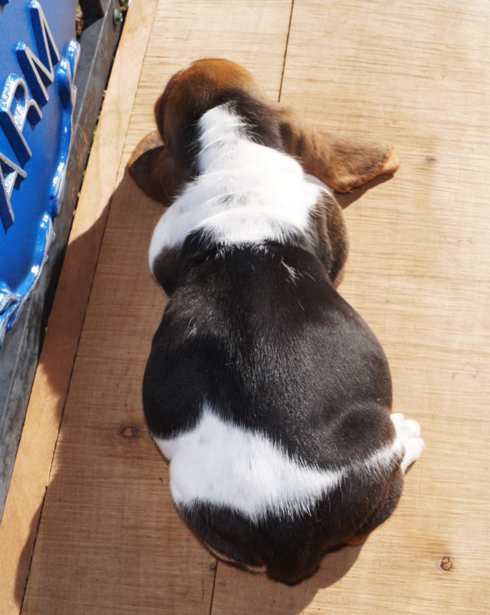 female dog names for basset hounds 1 female dog names for basset hounds 1