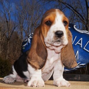 female dog names for basset hounds 1