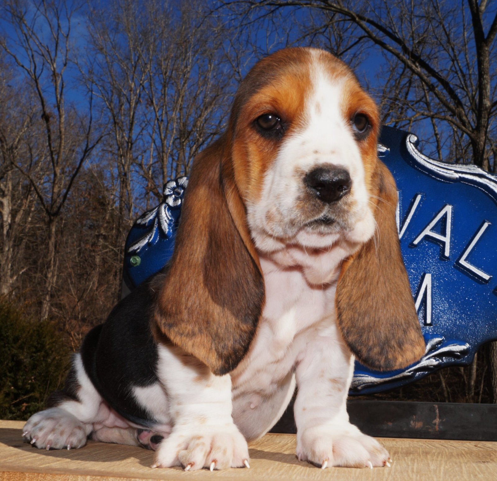 female dog names for basset hounds 1 female dog names for basset hounds 1