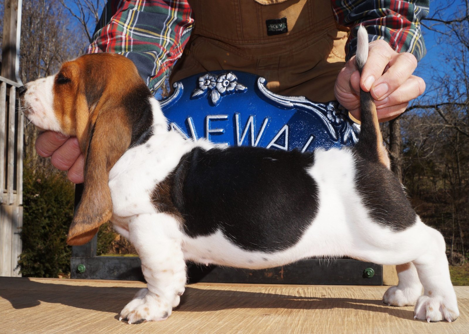 female dog names for basset hounds 1 female dog names for basset hounds 1