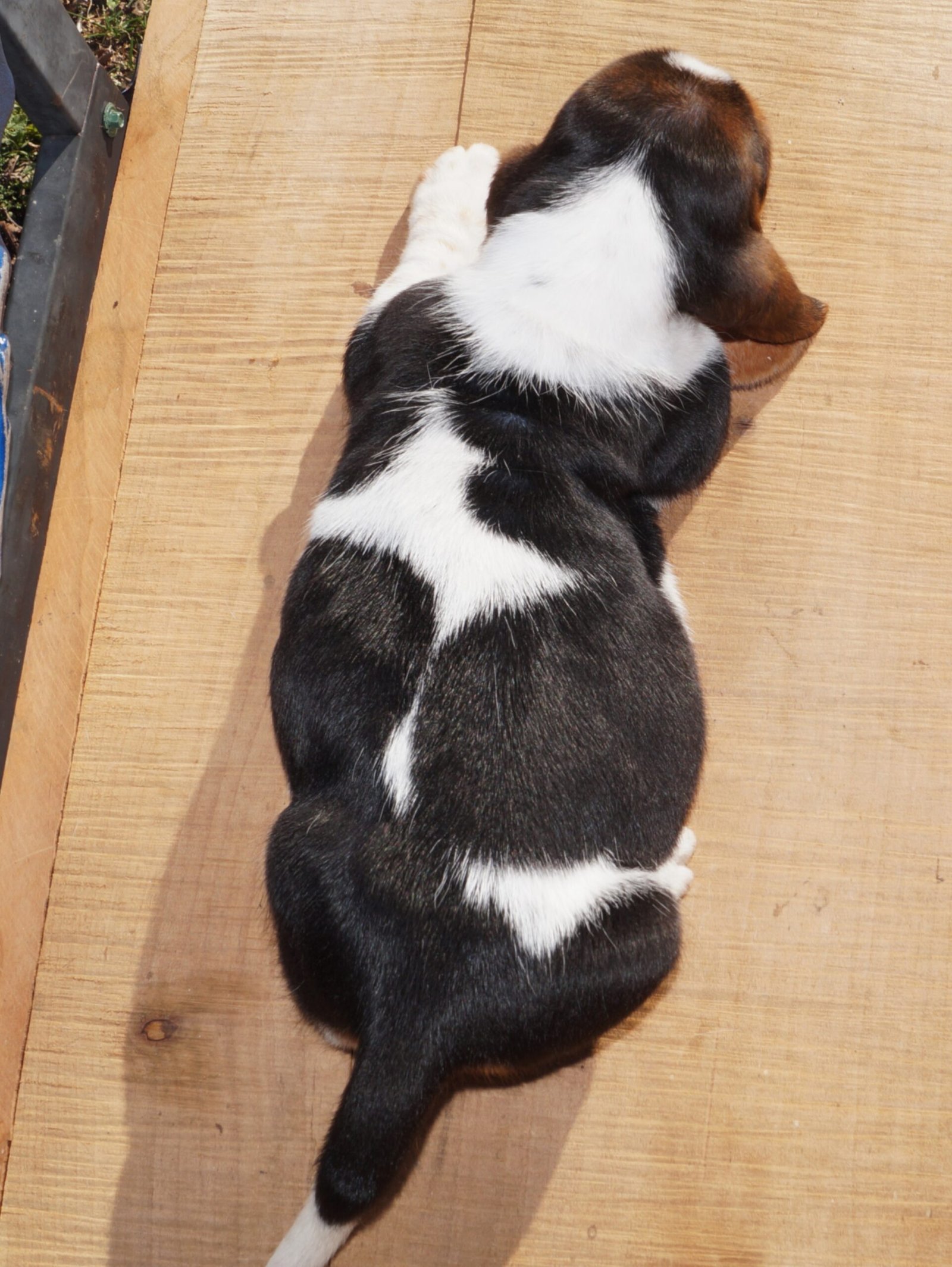 basset hound names male 1 basset hound names male 1